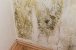 West Palm Beach Mold Remediation