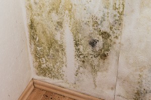 West Palm Beach Mold Remediation