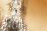 Mold Remediation in Delray Beach