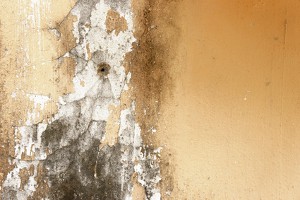 Mold Remediation in Delray Beach