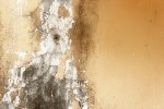 West Palm Beach Mold Restoration